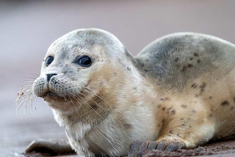 You are currently viewing Coastal Photography in Saltwick Bay: A Hidden Gem for Seascapes